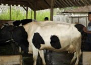 Usaha Sapi Perah Ternyata Sangat Menggiurkan Untuk Purna BMI