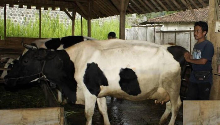 Usaha Sapi Perah Ternyata Sangat Menggiurkan Untuk Purna BMI