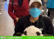 Alami Kecelakaan Kerja, TKI Taiwan Asal Brebes Tidak Bisa Berjalan dan Pulang Pakai Kursi Roda