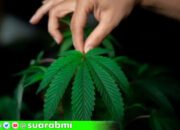 6 TKI Kaburan Terlibat Dalam Tanam Ganja Terbesar di Taiwan, Dekat Markas Militer