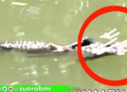 TKI Hilang Dimakan Buaya Saat Mancing, Diketahui Statusnya Swasta