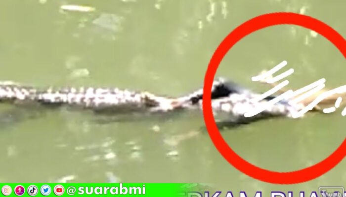 TKI Hilang Dimakan Buaya Saat Mancing, Diketahui Statusnya Swasta