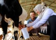 Mantan TKI Sukses Bangun Peternakan Kambing Perah di Banyuwangi