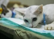 Perhatian Bagi Para Pencinta Kucing di Taiwan! Mulai Agustus Tahun Depan, Kucing Peliharaan Wajib Diregistrasi, Pelanggar akan Dikenakan Sanksi