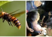 Satu Korban Meninggal akibat Serangan Tawon Vespa, PMI di Taitung Wajib Waspada dan Hindari Warna Baju Ini