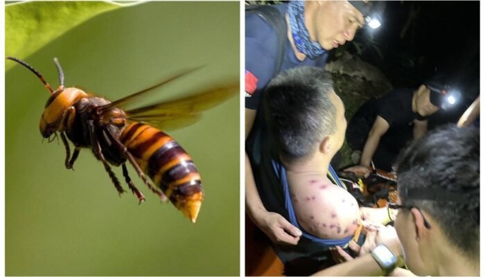 Satu Korban Meninggal akibat Serangan Tawon Vespa, PMI di Taitung Wajib Waspada dan Hindari Warna Baju Ini