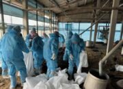 Flu Burung Ditemukan di Yunlin, 5.000+ Ayam Dimusnahkan setelah Kematian Misterius!