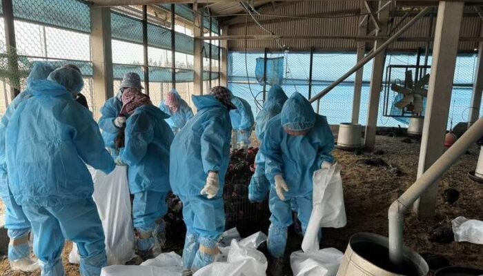 Flu Burung Ditemukan di Yunlin, 5.000+ Ayam Dimusnahkan setelah Kematian Misterius!