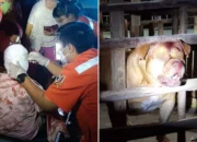 Gadis 6 Tahun di Thailand Kritis setelah Diserang Pit Bull Milik Tetangga
