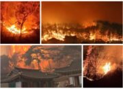 Kebakaran Mematikan di Korea Selatan: 4 Tewas, Ribuan Mengungsi, dan 6.300 Hektar Hutan Terbakar