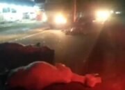 Kecelakaan Bus di Jalinsum Telan Korban, 6 Diantaranya Mati di Tempat Tergelatak Sepanjang Jalan! Tapi Maaf Ini Tentang Sapi