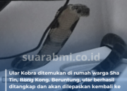 Yang di Hong Kong Tolong Waspada, Ular Kobra Mulai Masuk Rumah Warga
