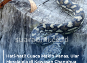 Hati-hati! Cuaca Makin Panas, Ular Merajalela di Kawasan Changhua