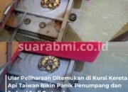 Bikin Panik Penumpang! Ular Ball Python Ditemukan di Bawah Bantalan Kursi Kereta Api Taiwan