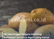 Pasangan TKI di Jepang Meninggal setelah Makan Kentang Bertunas, Ini Bahaya yang Sering Dianggap Sepele!