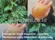 Peringatan! Tanaman Paling Berbahaya di Dunia Ditemukan di Hokkaido, Bahaya Mengancam
